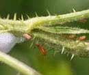Pests and Diseases