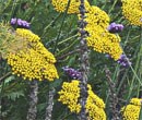 Rain-proof flowers