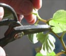 Summer cuttings