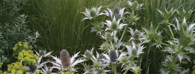 Andy Sturgeon's Daily Telegraph Garden