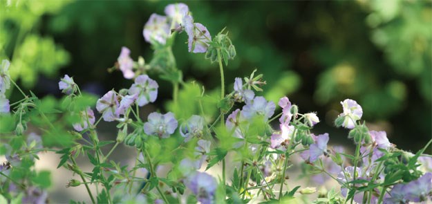 Tom Stuart Smith's garden for Laurent Perrier