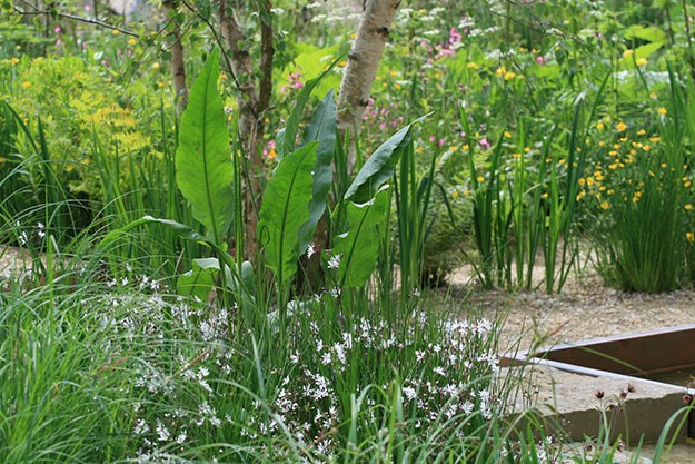 Sarah Price's Daily Telegraph Garden