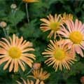 picture of Chrysanthemum Mary Stoker