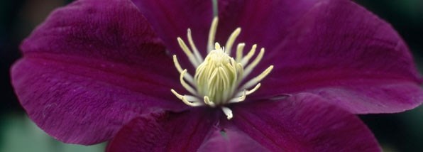 Large Flowered Clematis