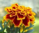How to use companion plants