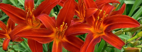 Daylily