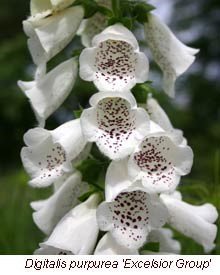 digitalis excelsior hybrid