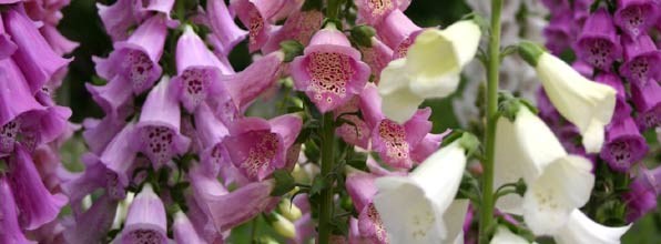 Foxgloves