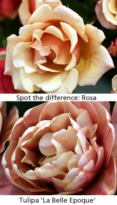 Rose and Tulip
