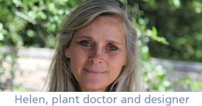 Helen, plant doctor and designer