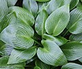 Hostas