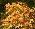 Japanese maples