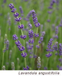 picture of lavender angustifolia