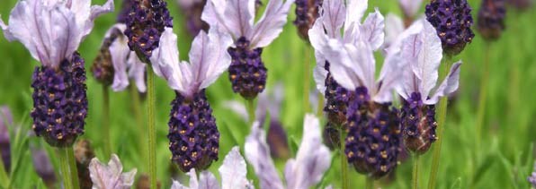lavender
