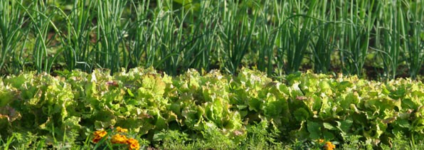 Why go organic?