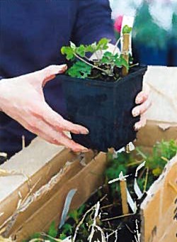 Which? gardening