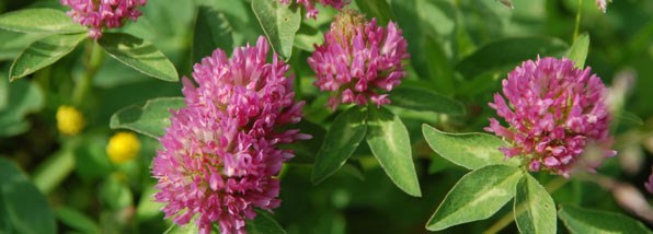 How to use green manures