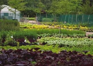 the Crocus nursery in July