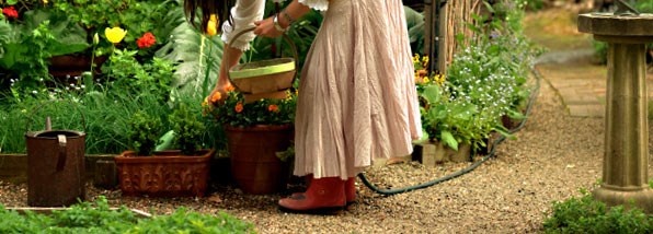 How to water your plants