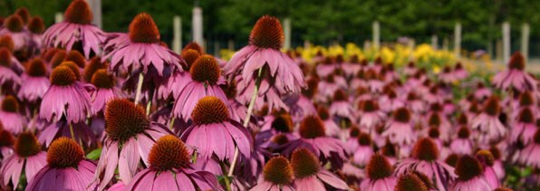 pic of Rudbeckia on the Crocus nursery