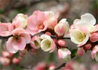 Planting a shrub