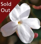 Jasmine Offer