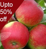 Shrubs offers