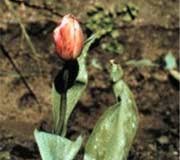 Tulip Fire