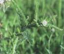 Yarrow