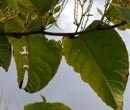 Japanese Knotweed 