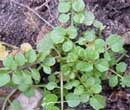 Chickweed