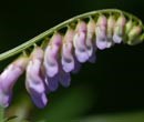 Vetch
