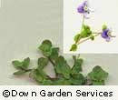 Speedwell
