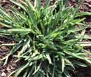 Annual Meadow Grass