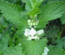 White Dead Nettle