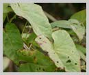 Hedge Bindweed 
