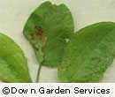 Broad-leaved Dock