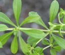 Cleavers