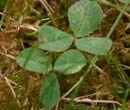 Clover
