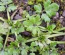 Creeping Buttercup