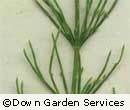 Horsetail