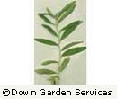 Rosebay Willowherb