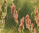 Sorrel