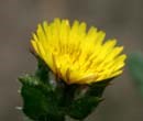 Groundsel