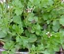 Hairy Bittercress