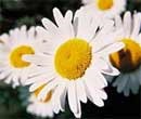 Daisy