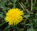 Dandelion 