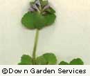 Red Dead Nettle