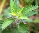 Stinging Nettle