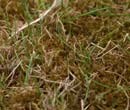 Moss